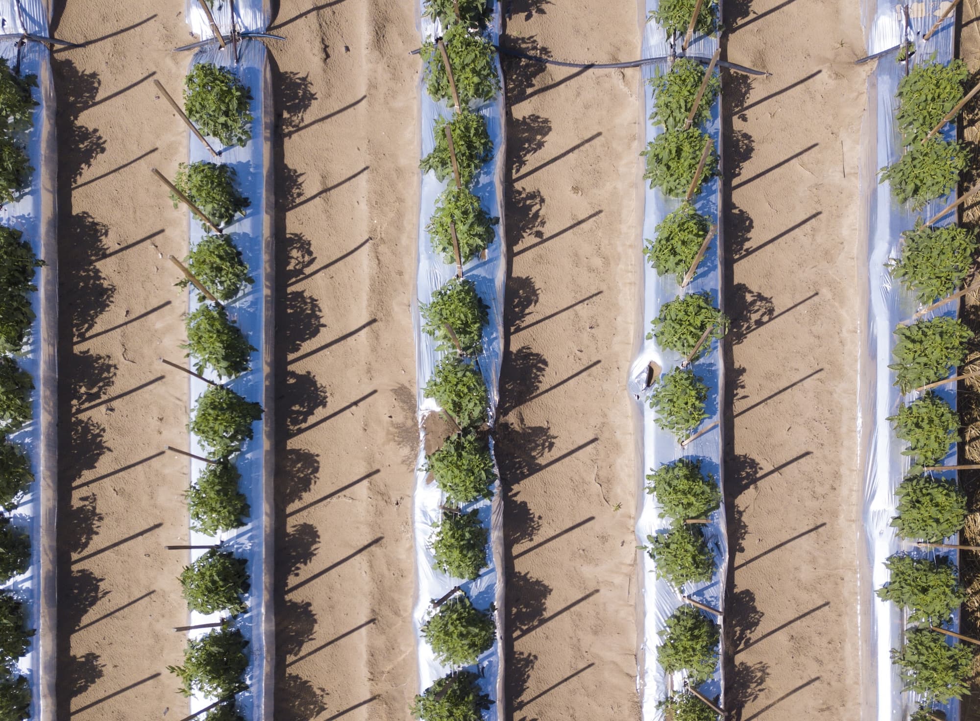The development of biodegradable agricultural mulch