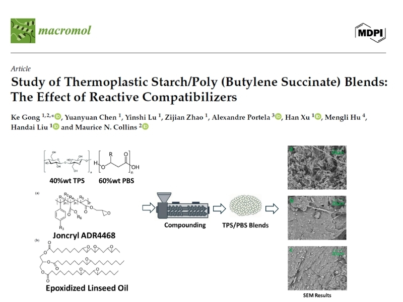 Study of Thermoplastic Starch/Poly (Butylene Succinate) Blends: The Effect of Reactive Compatibilizers